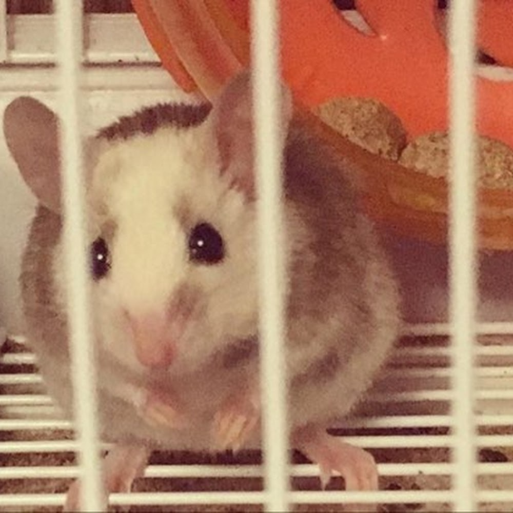 Meet your Posher, Cherry